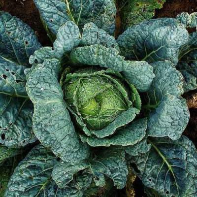 Country Value Price Band A Winter Cropping Variety Savoy Vertus 3 Cabbage Vegetable Seeds Green Pack of 300-Seeds