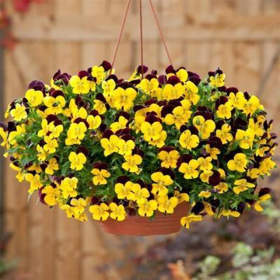 Country Value Price Band A Bambini Mixed Viola Flower Seeds Assorted Colours Growth up to 15cm Pack of 50-Seeds