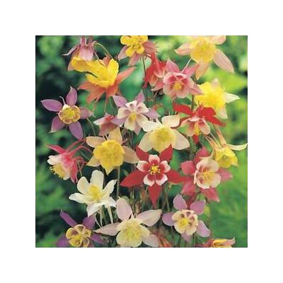 Country Value Price Band A Mckana Mixed Aquilegia Flower Seeds Assorted Colours Growth up to 75cm Pack of 100-Seeds