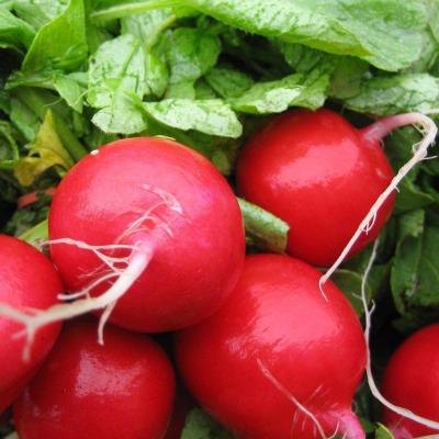 Country Value Price Band A Scarlet Globe Shape Radish Vegetable Seeds Multicolour Pack of 600-Seeds
