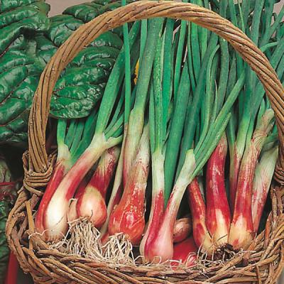 Country Value Price Band A Colourful and Mild Tasting Spring  North Holland Onion Vegetable Seeds Multicolour Pack of 250-Seeds