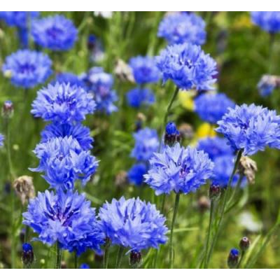 Country Value Price Band A Easy To Grow Blue Ball Corn Flower Seeds Multicolour Growth up to 75cm Pack of 150-Seeds