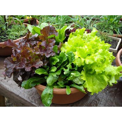 Country Value Price Band A Spicy Mixed Salad Leaves Vegetable Seeds Green Pack of 500-Seeds