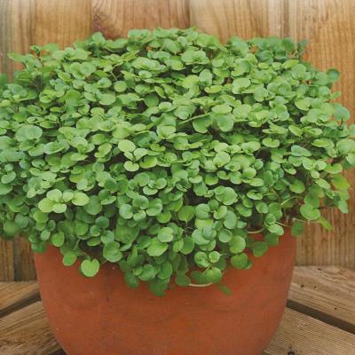 Country Value Price Band A Peppery Flavour Aqua Watercress Vegetable Seeds Green Pack of 600-Seeds