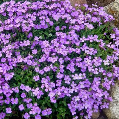 Country Value Price Band A Large Flowered Mixed Aubrieta Flower Seeds Multicolour Growth up to 15cm Pack of 100-Seeds
