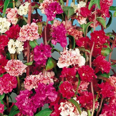 Country Value Price Band A Choice Double Mixed Clarkia Flowers Seeds Assorted Colours Growth up to 60cm Pack of 1000-Seeds