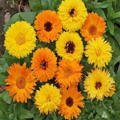 Country Value Price Band A Easy to Grow Art Shades Mixed Calendula Flower Seeds Multicolour Growth up to 60cm Pack of 150-Seeds