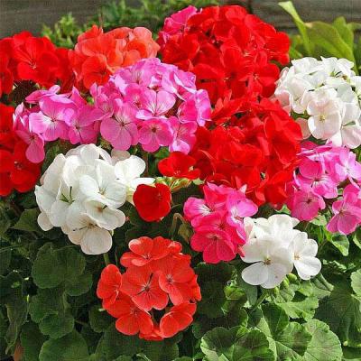 Country Value Price Band A Mixed F2 Geranium Flower Seeds Assorted Colours Growth up to 35cm Pack of 10-Seeds