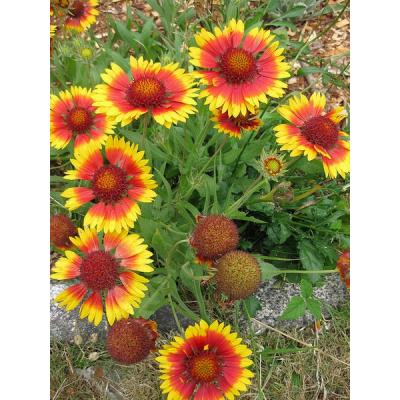 Country Value Price Band A Goblin Gaillardia Flower Seeds Multicolour Growth up to 45cm Pack of 60-Seeds
