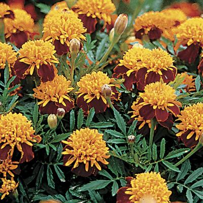 Country Value Price Band A French Tiger Eyes Marigold Flower Seeds Multicolour Growth up to 20cm Pack of 50-Seeds