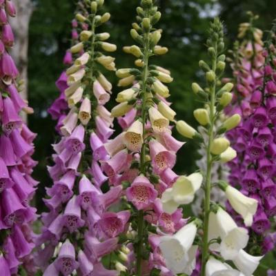 Country Value Price Band A Excelsior Mixed Foxglove Flower Seeds Assorted Growth up to 1.5Mtr Pack of 2000-Seeds
