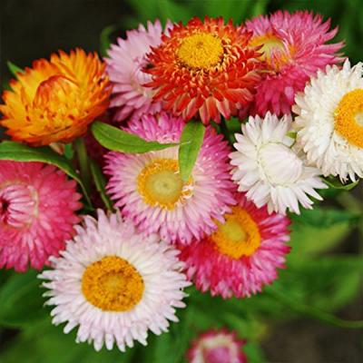 Country Value Price Band A Double Mixed Helichrysum Flower Seeds Assorted Colours Growth up to 90cm Pack of 450-Seeds
