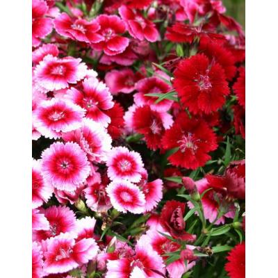 Country Value Price Band A Single Mixed Sweet William Flower Seeds Assorted Colours Growth up to 45cm Pack of 400-Seeds