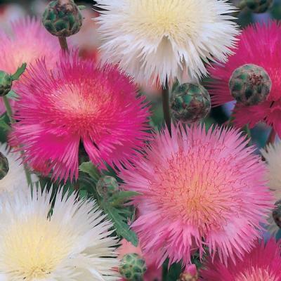 Country Value Price Band A Mixed Colours Sweet Sultan Powder Puff Flower Seeds Assorted Growth up to 60cm Pack of 75-Seeds