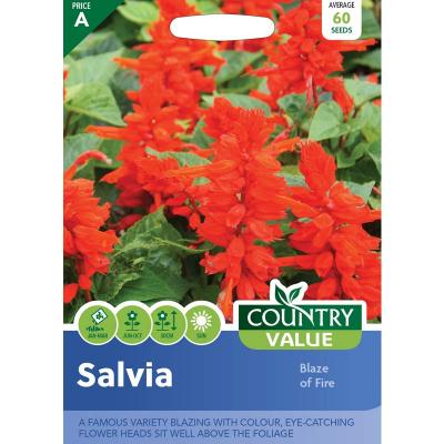 Country Value Price Band A Blaze of Fire Salvia Flower Seeds Red and Green Growth up to 30cm Pack of 60-Seeds