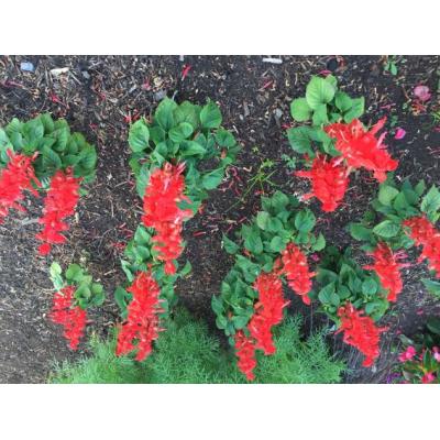 Country Value Price Band A Blaze of Fire Salvia Flower Seeds Red and Green Growth up to 30cm Pack of 60-Seeds