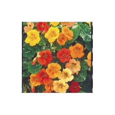 Country Value Price Band A Easy to Grow Jewel Mixed Nasturtium Flower Seeds Assorted Colours Growth up to 30cm Pack of 20-Seeds