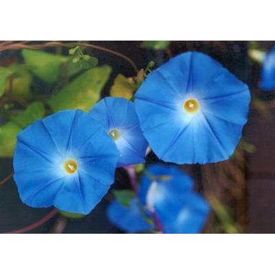 Country Value Price Band A Classic Trumpet Shaped Morning Glory Flower Seeds Heavenly Blue Growth up to 3Mtr Pack of 30-Seeds