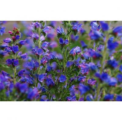 Country Value Price Band A Easy to Grow Blue Bedder Echium Flower Seeds Growth up to 45cm Pack of 100-Seeds