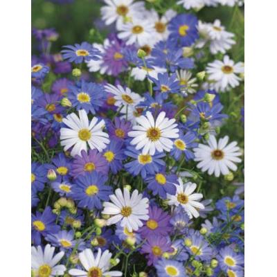 Country Value Price Band A Easy to Grow Summer Skies Swan River Daisy Flower Seeds Assorted Colours Growth up to 25cm Pack of 100-Seeds