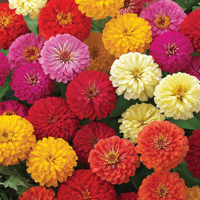 Country Value Price Band A Easy To Grow Giant Double Zinnia Flower Seeds Assorted Colours Growth up to 75cm Pack of 100-Seeds