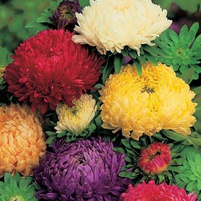 Country Value Price Band A Duchess Mixed Aster Flower Seeds Assorted Colours Growth up to 60cm Pack of 200-Seeds