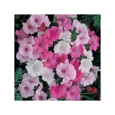 Country Value Price Band A Easy to Grow Pastel Mixed Lavatera Flower Seeds Assorted Growth up to 60cm Pack of 75-Seeds